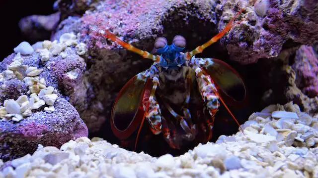 Could a mantis shrimp hurt a human ?