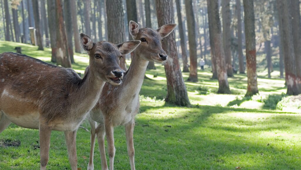 What is the lifespan of a Deer?