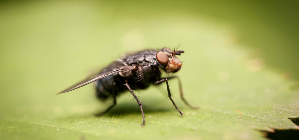 Why do I see flea poop but no fleas?