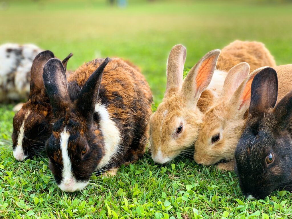 Can Rabbits Eat Peanuts?