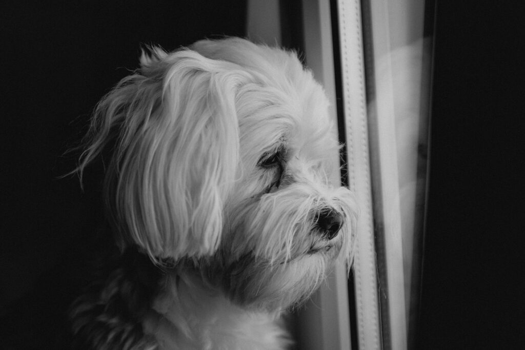 What can i feed my dog at end of life