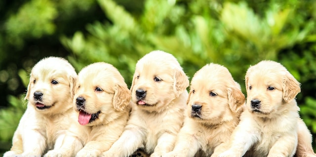 How long can puppies go without water?