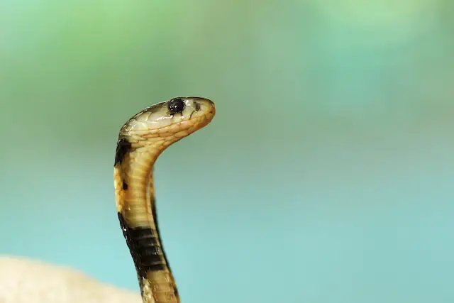 What is the fastest snake?