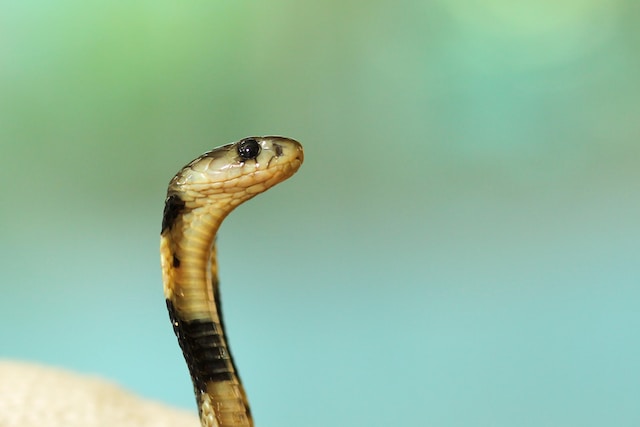 Do snakes eat cats?