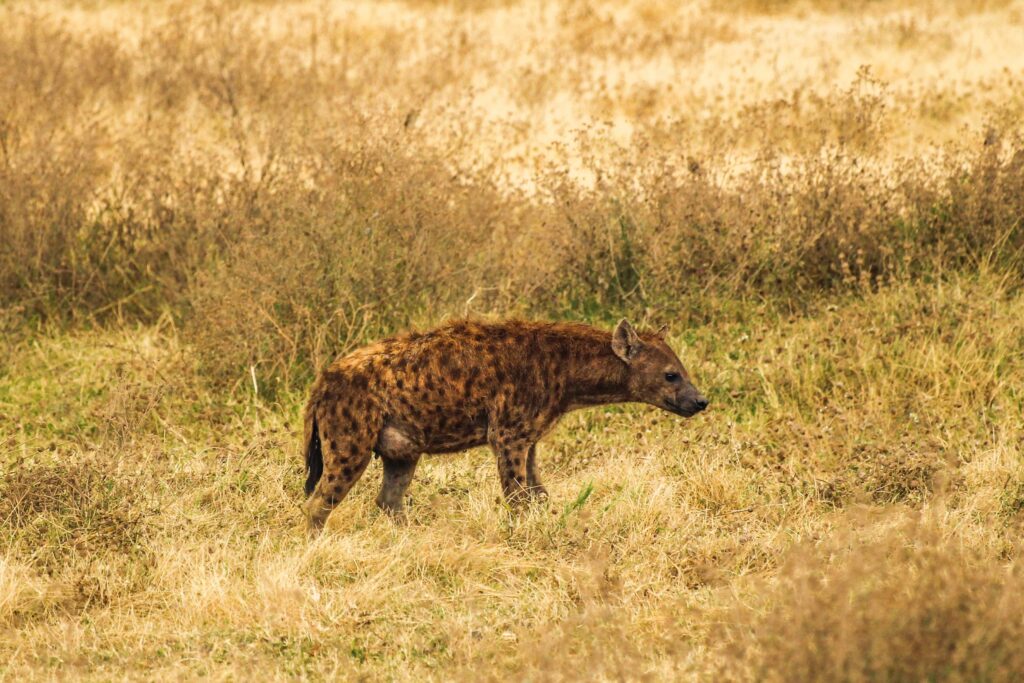 Is a hyena bite stronger than a lion?