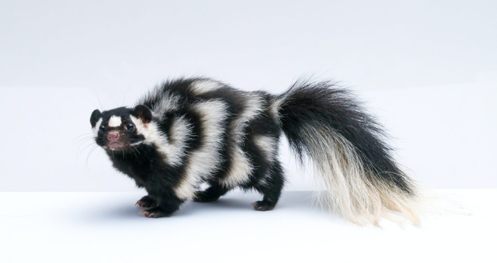 How far can a skunk pee