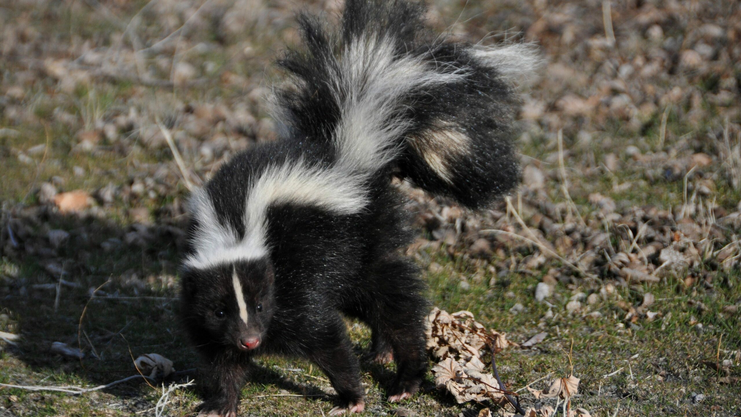 What is homemade skunk poison? - Gek Buzz