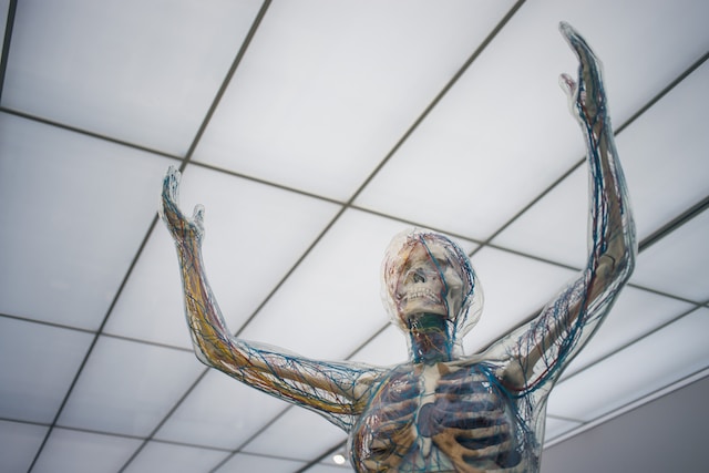 What organ has the longest name?