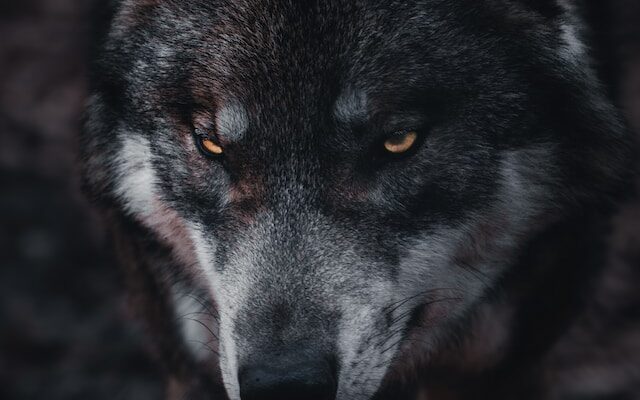 What is the biggest wolf ever existed ?