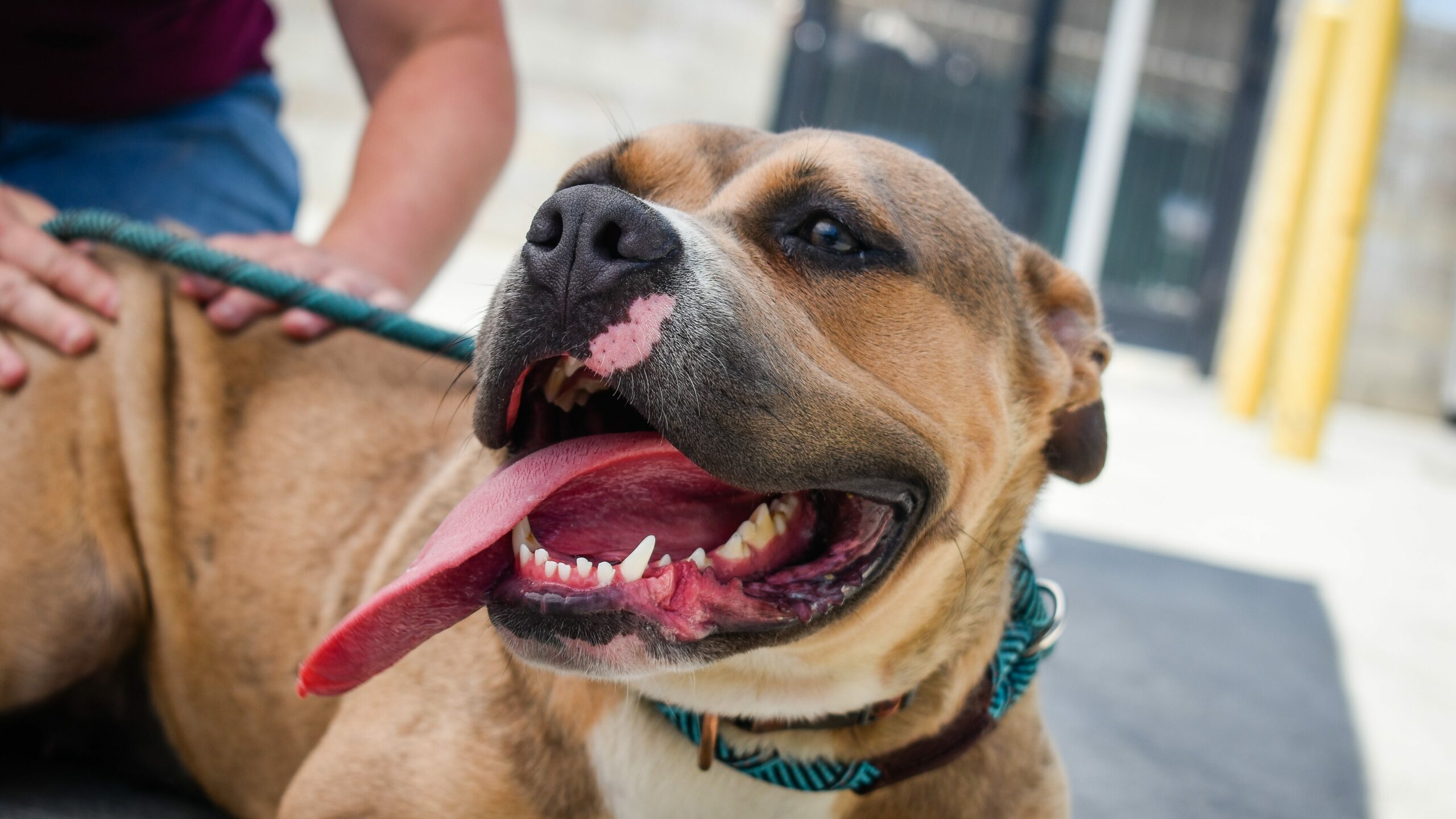 Why Would A Pit Bull Turn On Its Owner?