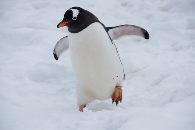 Do penguins have teeth?