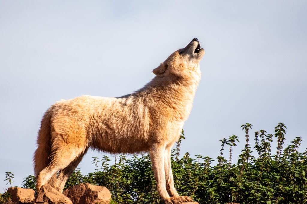 What are the chances of coyotes attacking humans?