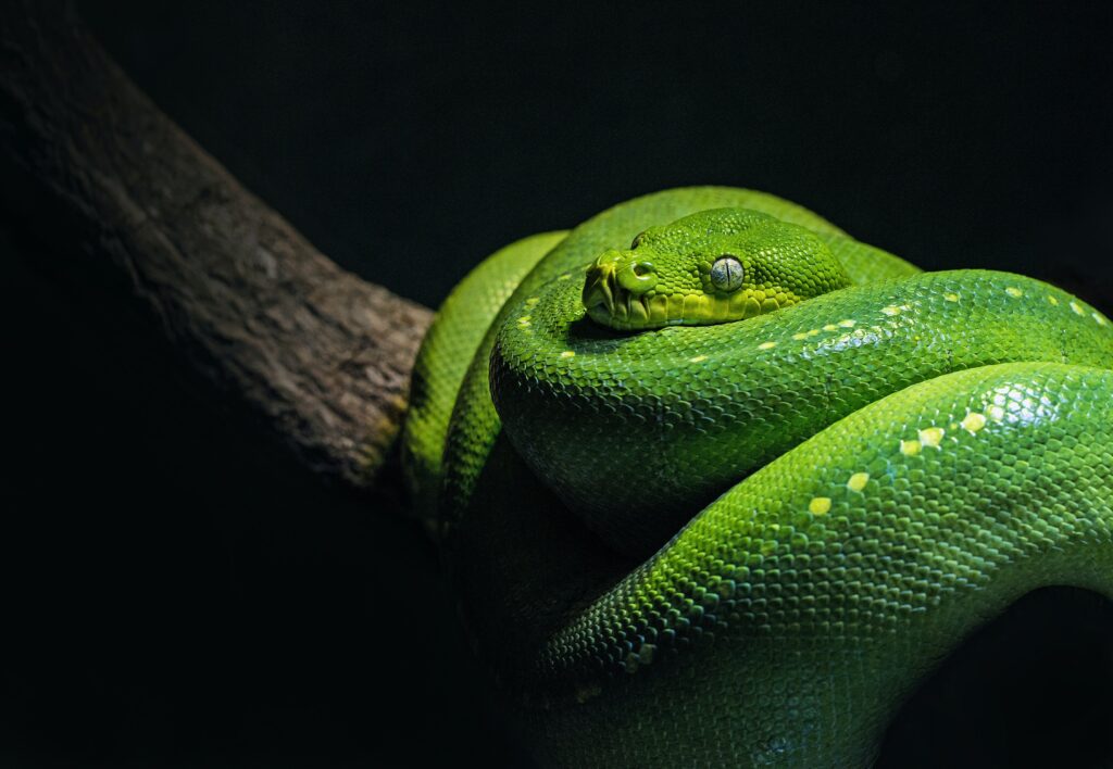 Why Don't They Shoot The Pythons In Florida?