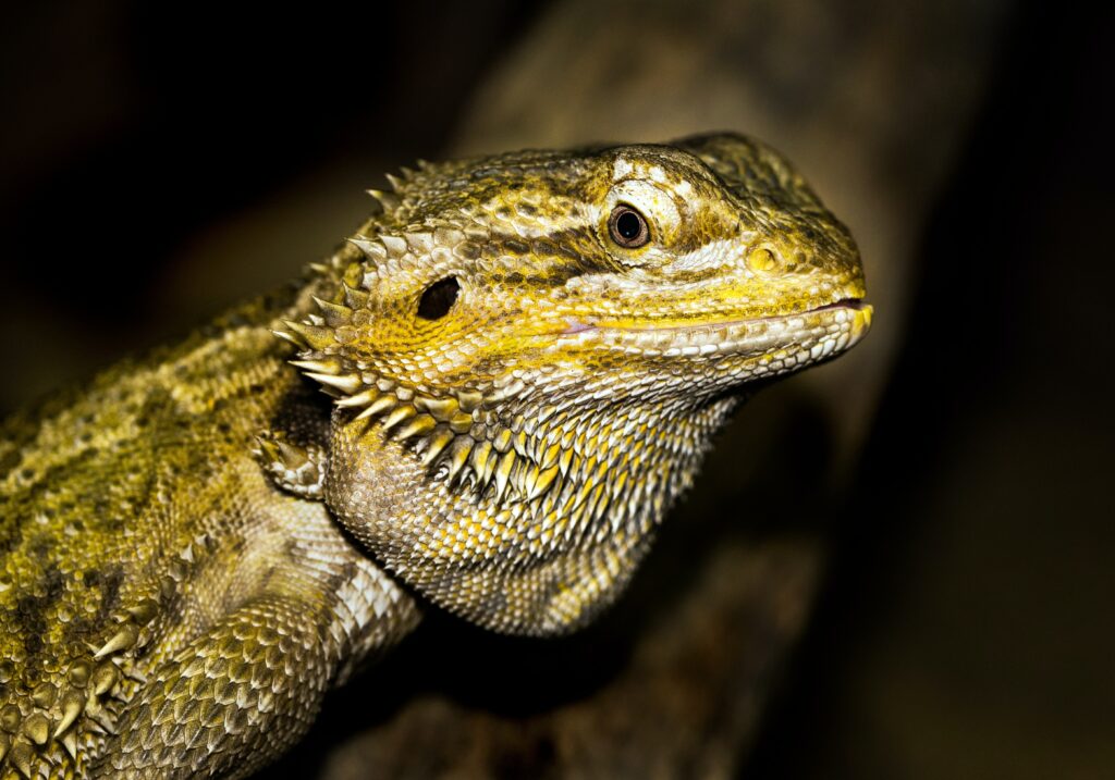 Can Bearded Dragons eat a whole Banana?