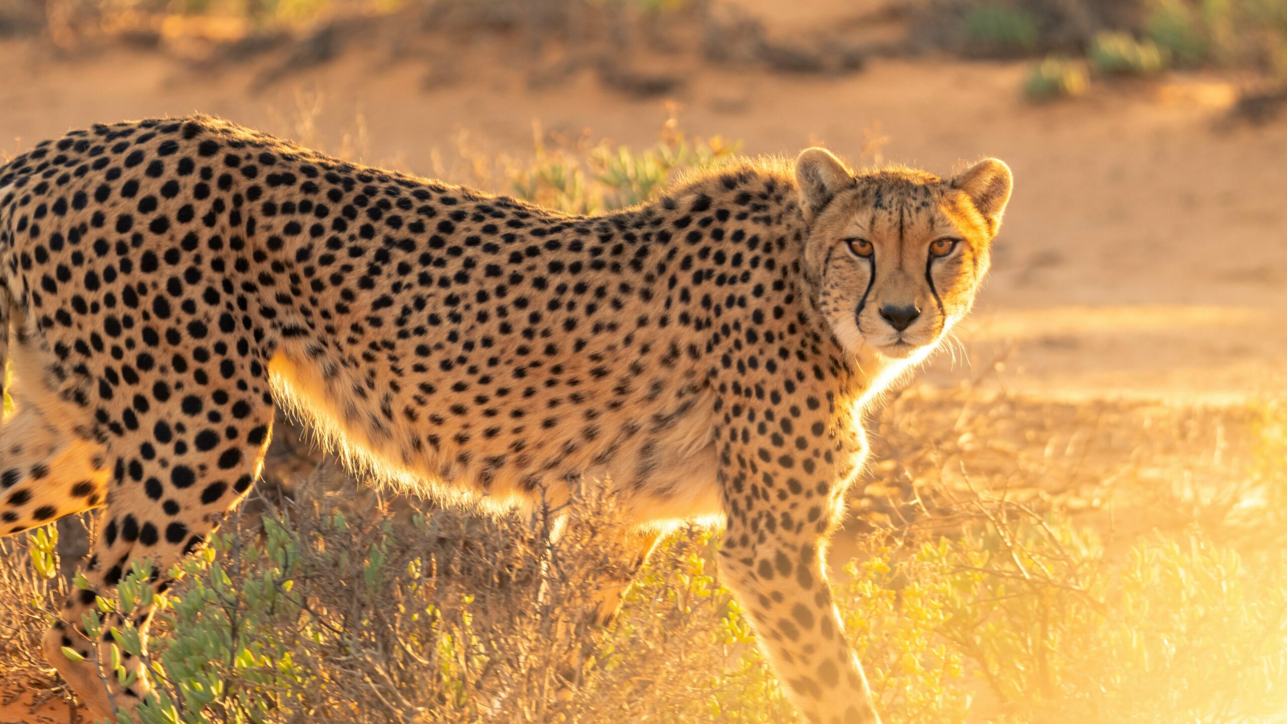 What eats a cheetah