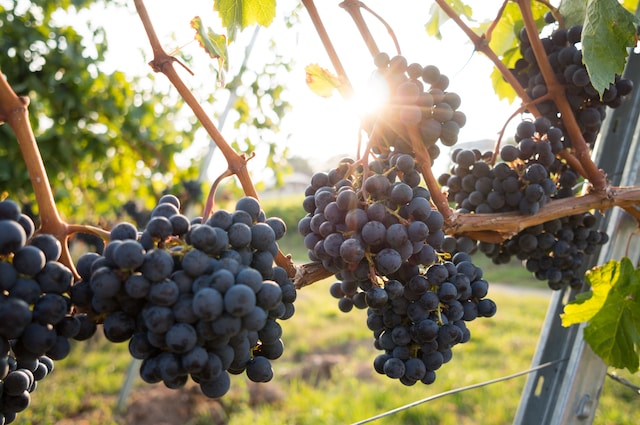Are grapes Ok for GERD?