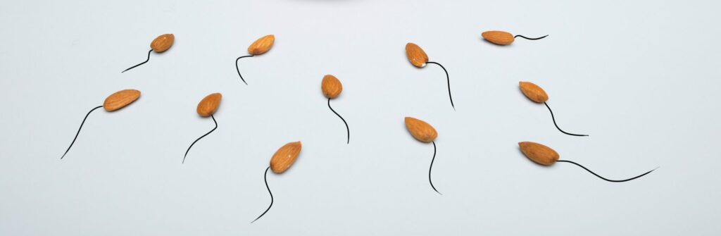 Can Sperm replenish in 12 hours?