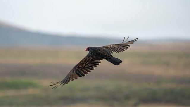 What do turkey vultures symbolize?