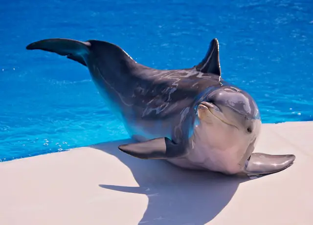Why do dolphins like pregnant woman?