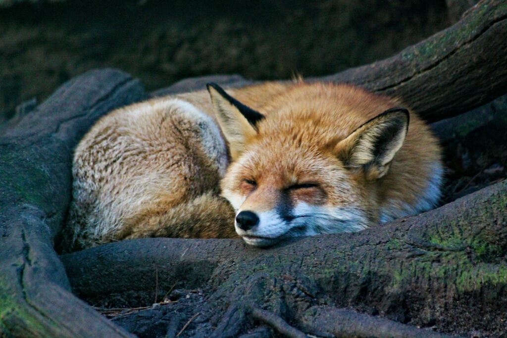 How Long Does A Fox Live?