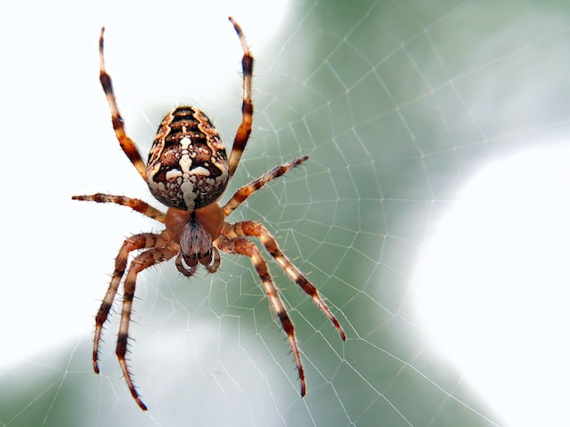 How long can spiders go without eating?