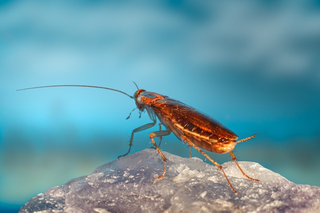 Do Roaches Like Pine Sol?