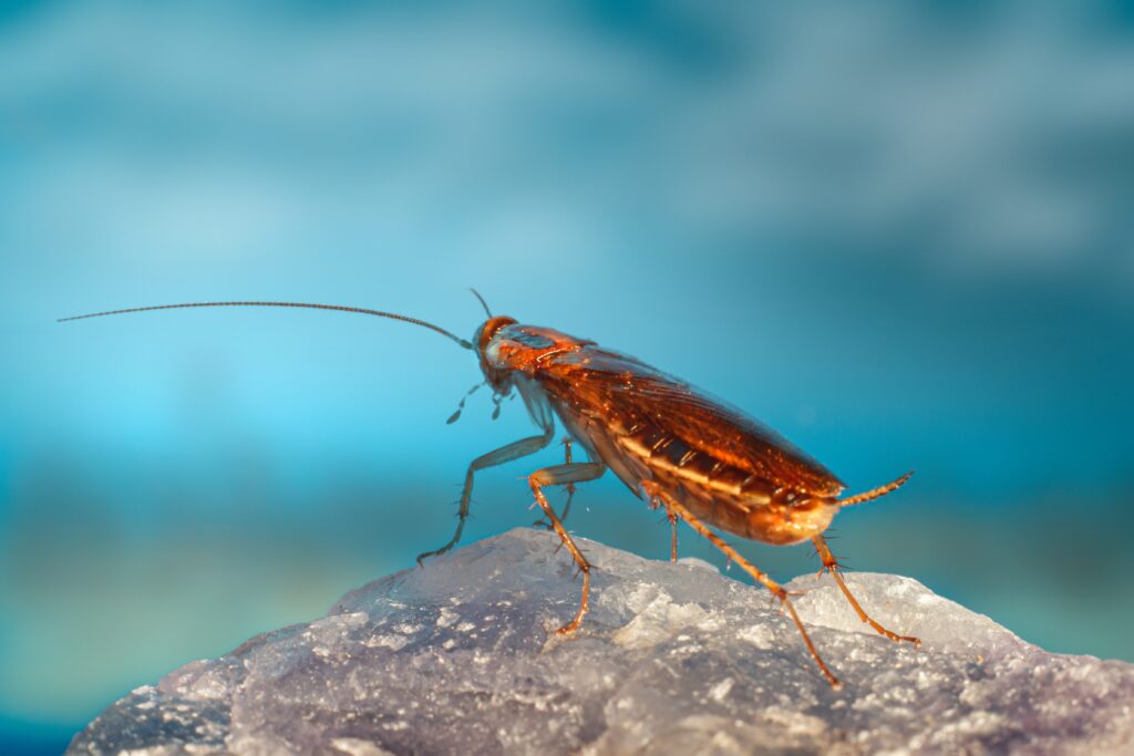 What does it mean if i saw a baby cockroach?