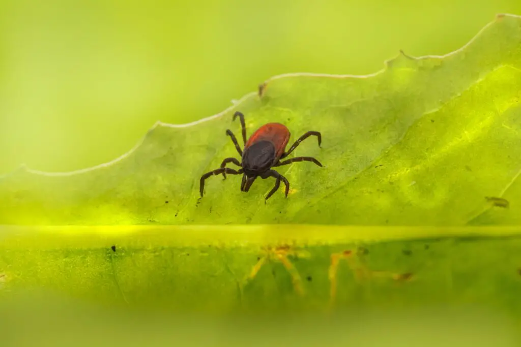 What is the Biggest Tick ever recorded?