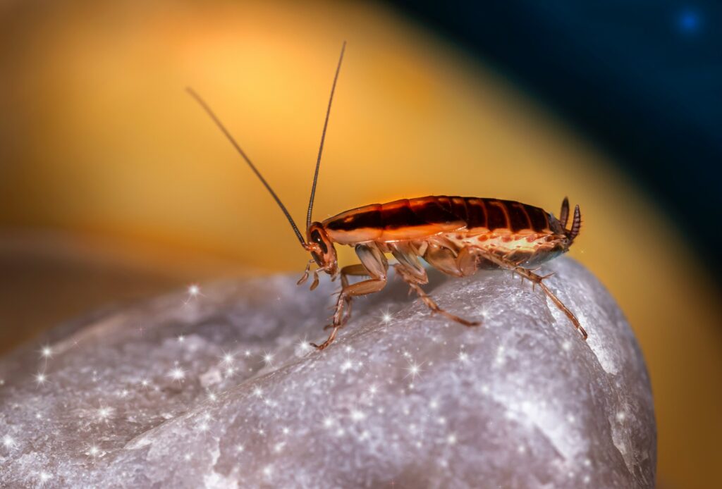 Will cockroaches crawl on you at night