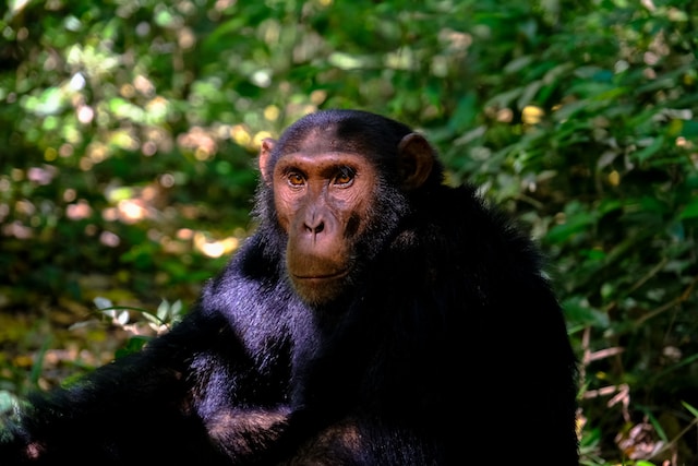 How strong is a chimpanzee punch?