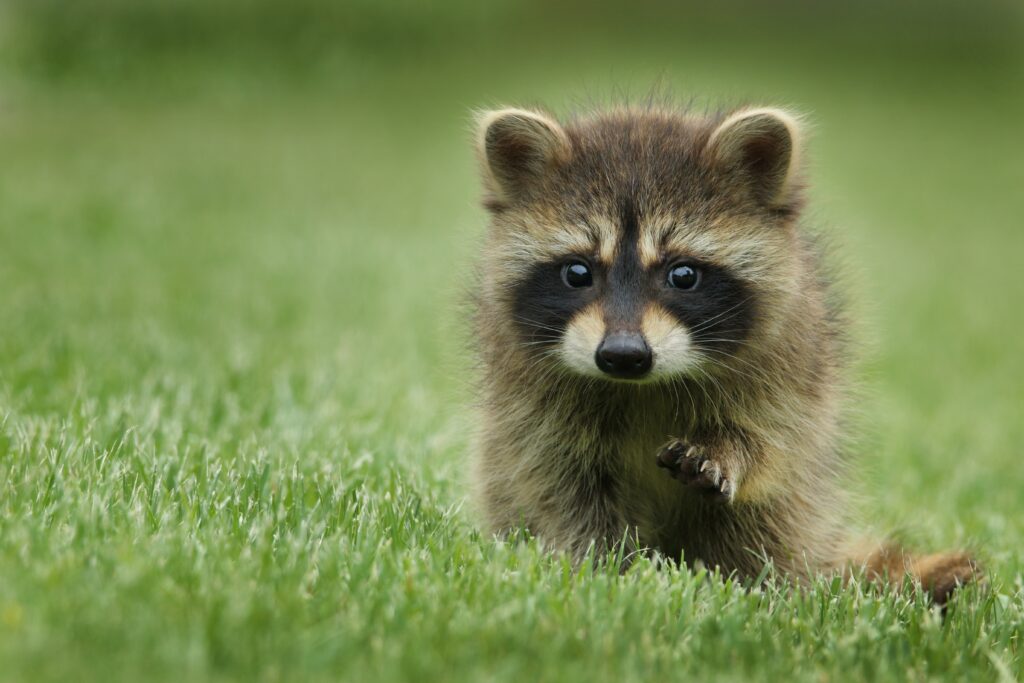 What does Raccoon in house sound like?