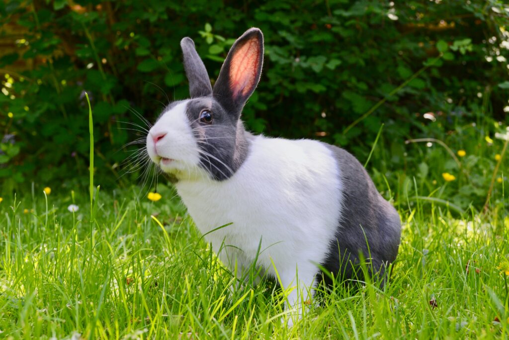 Do all rabbits scream when dying