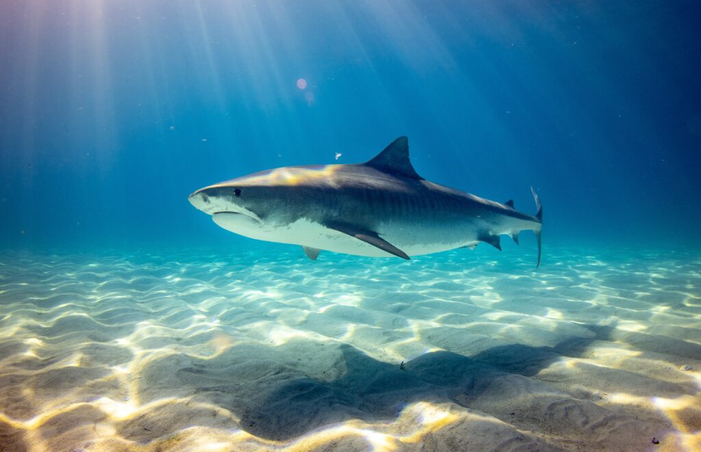What is the shallowest water a Shark can swim in?