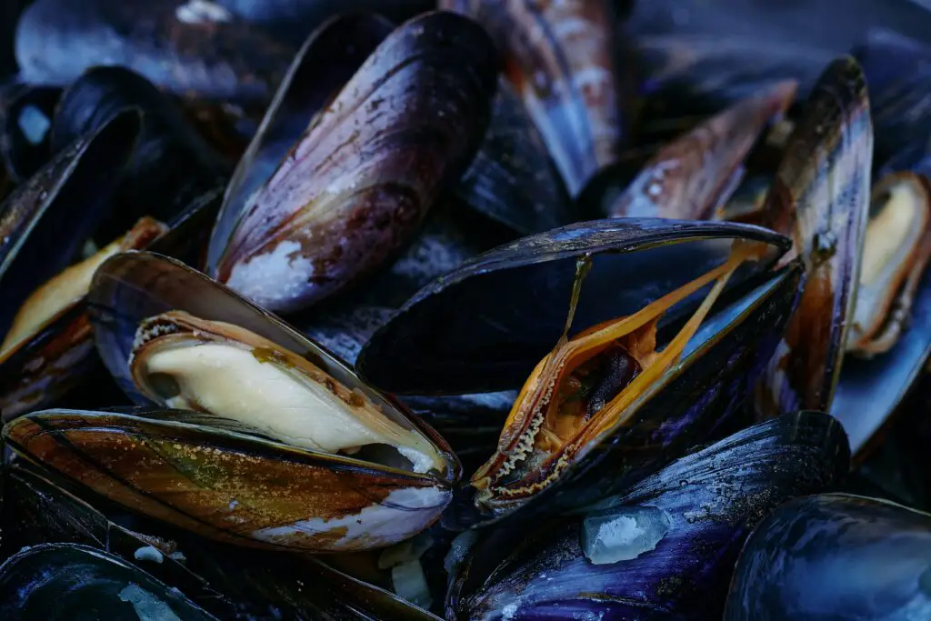 Are clams alive when you open them