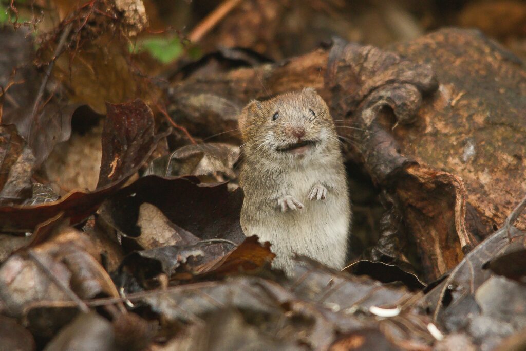 What Does It Mean When You See A Dead Mouse?