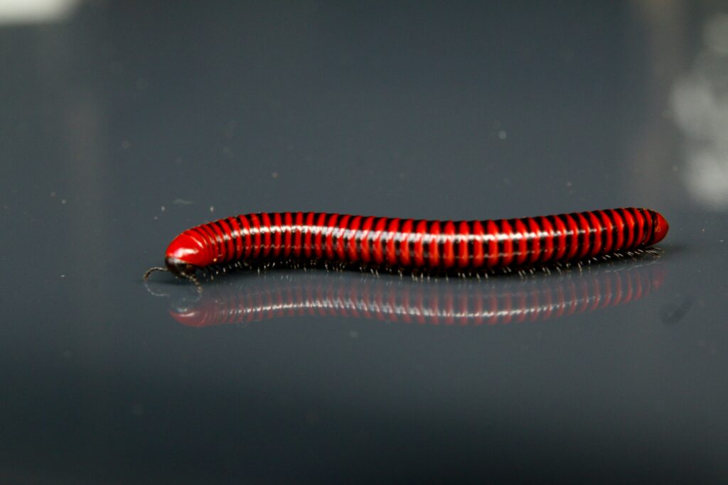 Do worms feel pain when stepped on