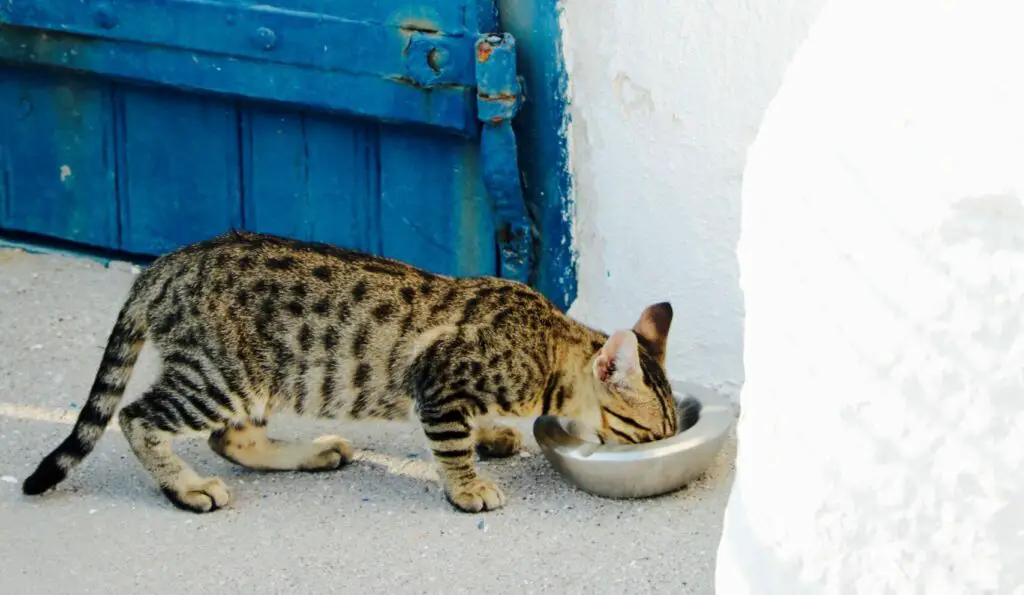 Can Cats eat Rosemary? Gek Buzz