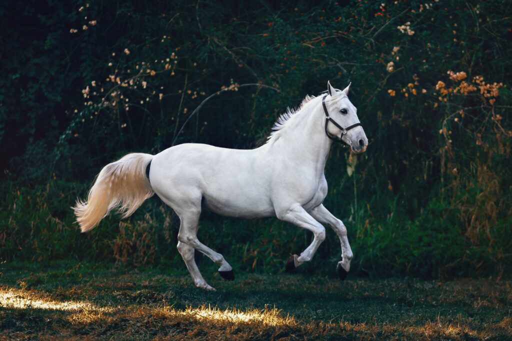 What is a sagittarius spirit animal?