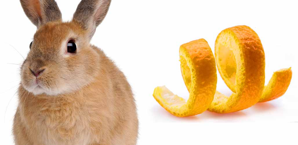 Can rabbits eat fruit peel? 