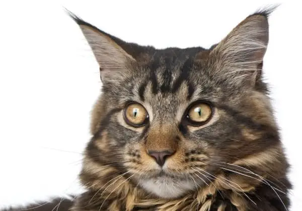 What does the'M' on the forehead of the cat mean?