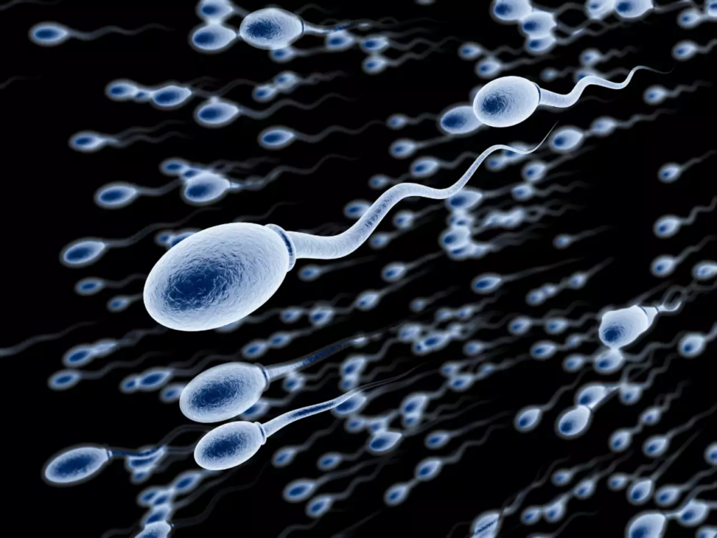 How many times can you donate a sperm in your life?