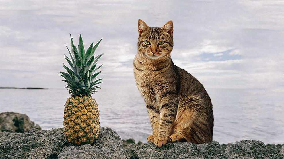 Can cats eat pineapple? 