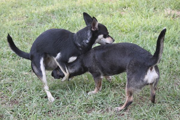 Why does my male dog try to hump my other male dog? 