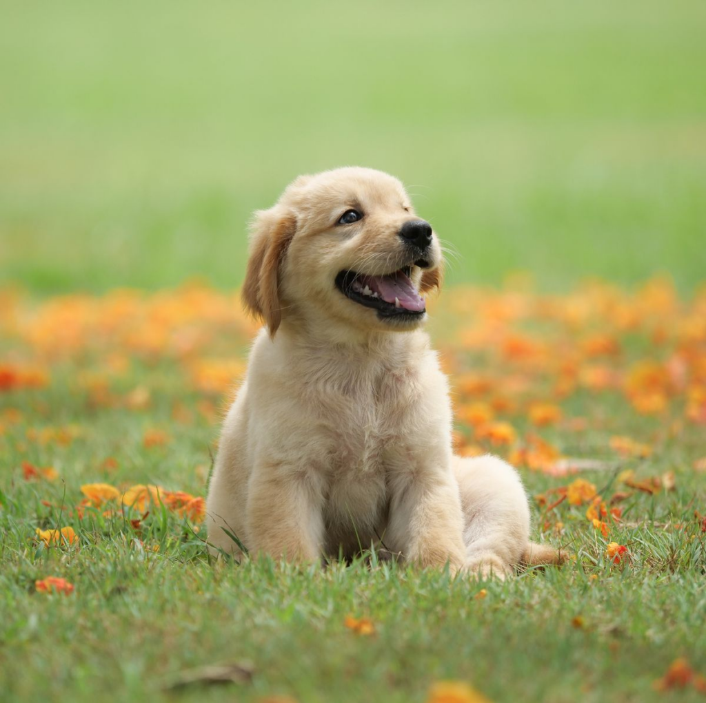 What I wish I knew before getting a second dog?