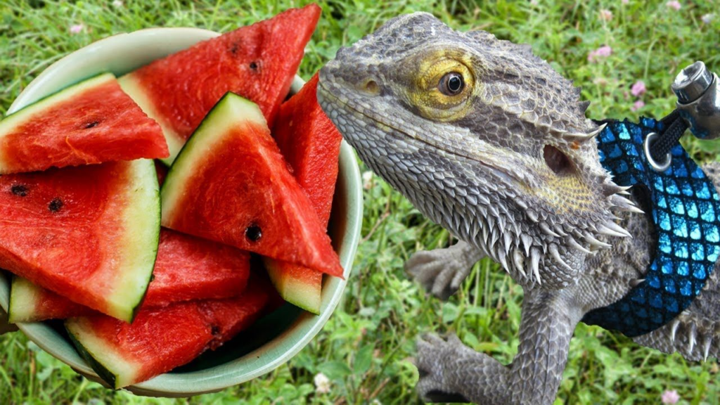 Can bearded dragons eat cold watermelon?