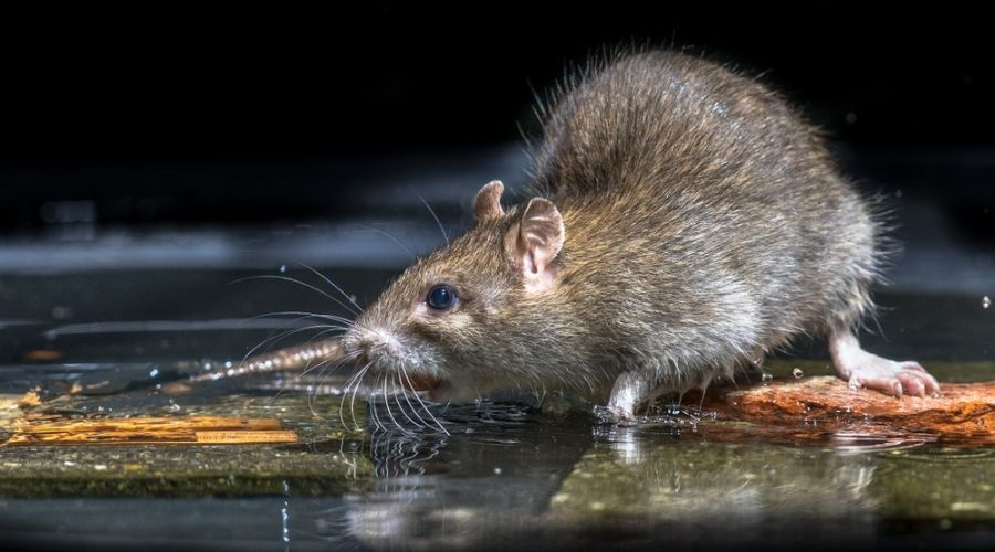 What smell kills rat instantly?