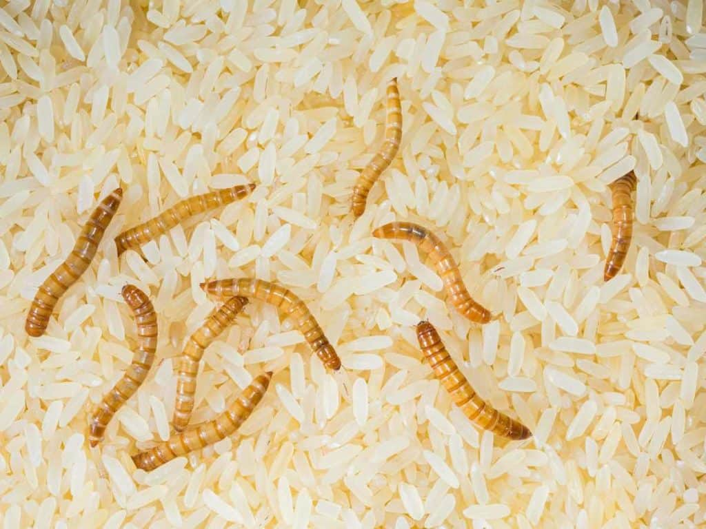 can rice have worms?