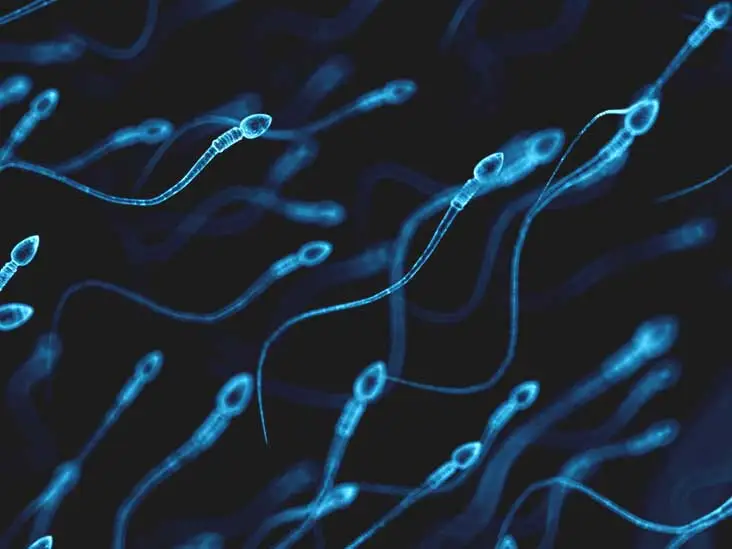How long does sperm take to refil? 