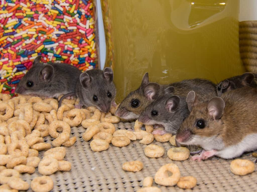 What smells are offensive to mice?