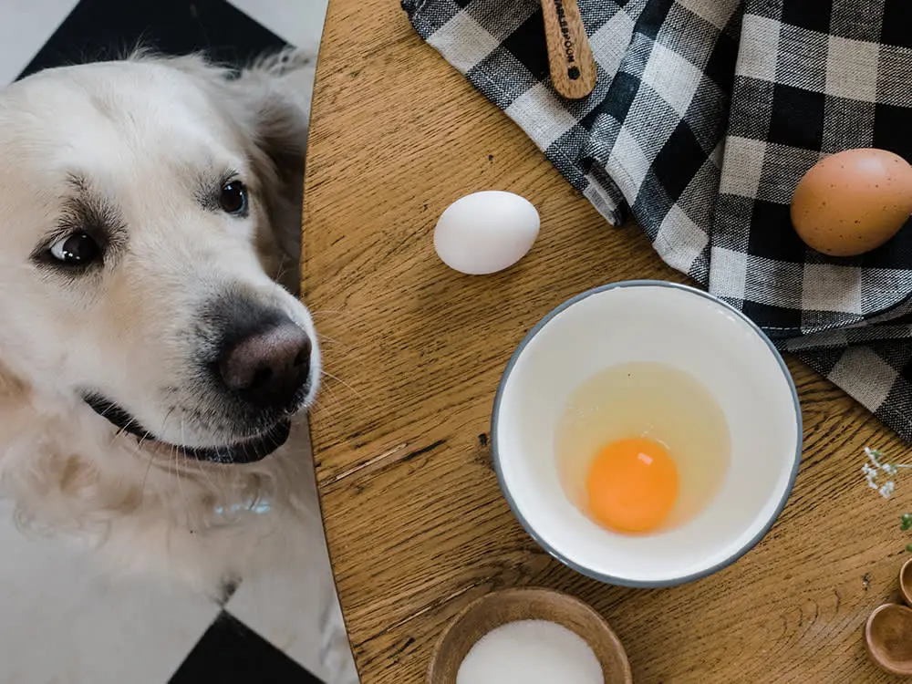 Is it ok to put a raw egg in dog food? Gek Buzz